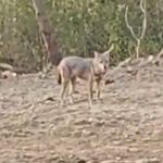 Navi Mumbai: Animal Activist Spots Golden Jackal in Kharghar, Video Goes Viral