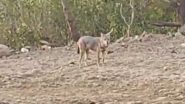 Navi Mumbai: Animal Activist Spots Golden Jackal in Kharghar, Video Goes Viral