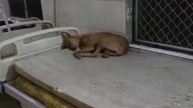 Gonda: Viral Video Shows Dog Sleeping on Bed Meant for Patients at Government Hospital in Uttar Pradesh, Netizens React