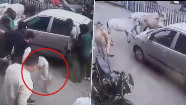 Chhattisgarh: Car Drags Calf For 200 Metres in Raigarh, Locals Rescue Animal After Herd of Cows Rush Towards Vehicle to Stop It; Video Surfaces