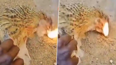 Dead Chickens Emitting Fire From Their Mouths in Karnataka’s Hadige Village? Video on ‘Sudden Death’ of Chickens Under ‘Mysterious’ Circumstances Goes Viral