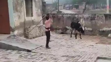 Animal Cruelty in Raebareli: Man Brutally Thrashes Tied Cow With Wooden Stick in Uttar Pradesh, Probe Launched After Video Goes Viral