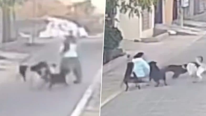 Jalandhar: Elderly Woman on Way to Gurdwara Attacked by Pack of 7-8 Stray Dogs Near Wadala Chowk in Punjab, Terrifying Video Goes Viral