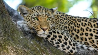 Leopard Menace in Bhandara: Big Cat Enters Mona Agro's Poultry Farm in Maharashtra's Sakoli, Eats 12 Chickens; Terrifying Video Surfaces