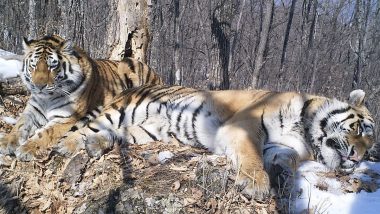 Boris, Siberian Tiger Travels 200 Km Across Russian Wilderness to Reunite With Former Mate Svetlaya After They Were Separated When 18 Months Old, Adorable Reunion Will Melt Your Heart (View Pic)