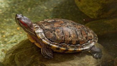 Chennai: 5,400 Red-Eared Slider Turtles Smuggled From Malaysia Seized at Airport; 2 Passengers Arrested