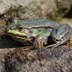 Marcela Alcazar Rodriguez Dead After Consuming Poison: Mexican Actress Vomits and Dies After Ingesting Amazonian Frog Venom ‘Kambo’ During Spiritual Cleansing in US