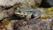 Marcela Alcazar Rodriguez Dies Consuming Poison: Mexican Actress Vomits and Dies After Ingesting Amazonian Frog Venom 'Kambo' During Spiritual Cleansing in US