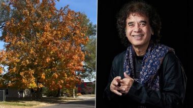 RIP Zakir Hussain: Tabla Maestro’s Final Instagram Post on ‘Wonder Moment’ Goes Viral	