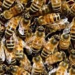 Bee Attack in Meerut: 74-Year-Old Man Dies After Swarm of Bees Stings Him at CCSU Campus in Uttar Pradesh, Over 100 Others Injured