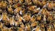 Bee Attack in Odisha: 32-Year-Old Man Dies After Swarm of Bees Attack Him Outside His Residence in Mayurbhanj District