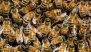 Bee Attack in Odisha: 32-Year-Old Man Dies After Swarm of Bees Attack Him Outside His Residence in Mayurbhanj District