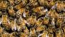 Bee Attack in Sanjay Gandhi National Park: 10 Men Stranded in Yeoor Forest After Swarm of Bees Attacks Them While Trekking at SGNP in Maharashtra