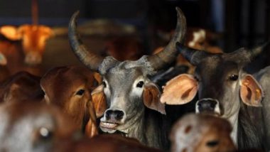 Twenty Cows Die, Many Fall Sick at Phagwara Shelter; Hindu Bodies Protest