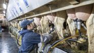 Bird Flu in US: Raw Milk and Cream Products From Dairy Farm Recall in California Expands After Bird Flu Virus Detection