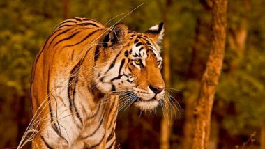 Tiger Scare in East Singhbhum: Curfew-Like Situation in Several Villages in Jharkhand’s Chakulia Block Due to Fear of Tigress ‘Zeenat’