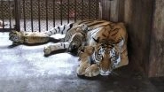 Karnataka: 14-Year-Old Tigress Rani at Pilikula Biological Park in Mangaluru Gives Birth to 2 Cubs, Reported To Be in Good Health