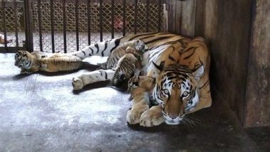 Tigress at Mangaluru Zoo Gives Birth to Two Cubs