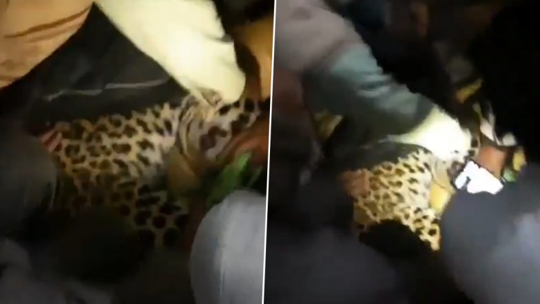 Leopard Beaten to Death by Villagers After Attacking 3 People in Mosque in Uttar Pradesh's Maharajganj District; 12 Individuals Booked (Watch Video)