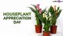 National Houseplant Appreciation Day 2025: Peace Lily, Spider Plant – 5 Beginner-Friendly Indoor Houseplants for a Cleaner Air