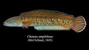 Channa Amphibious Rediscovered: Researchers Find Rare Snakehead Fish Thought Extinct for 80 Years in Himalayas