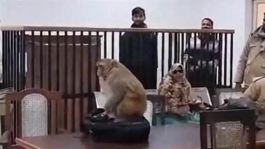 Varanasi: Monkey Enters Court Room During Gyanvapi Case Hearing in Uttar Pradesh, Video Goes Viral