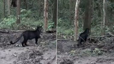 Black Panther Spotted in Odisha: Rare Melanistic Leopard and Cub Seen in Nayagarh Forests, Video Surfaces