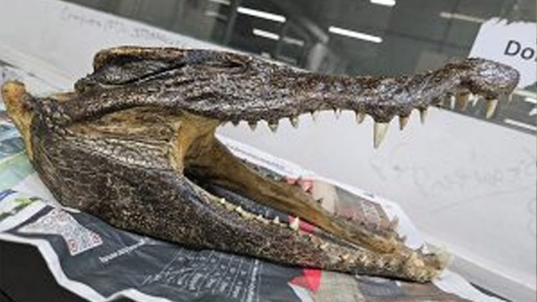 Wildlife Trafficking Busted in Delhi: Canadian Man Arrested at IGI Airport for Carrying Skull Resembling That of Baby Crocodile