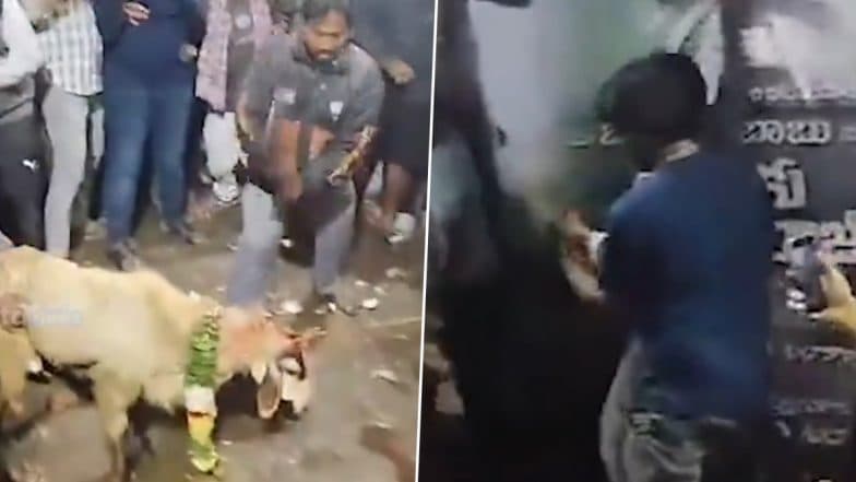 Animal Sacrifice for Movie Success: Balakrishna Fans Chop Off Goat’s Head Outside Theater for ‘Daaku Maharaj’ Good Luck (Disturbing Video)