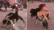 Cockfighting in Andhra Pradesh: Huge Crowd Gathers To Watch Cockfights in Vijayawada, Video Surfaces