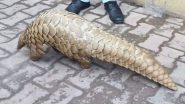 Jammu and Kashmir: Indian Army and Wildlife Protection Department Rescue Critically Endangered Pangolin Near LoC in Rajouri (Watch Video)