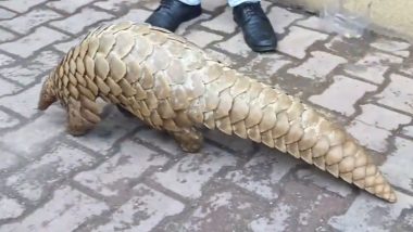 Rare Indian Pangolin Rescued Near LoC in Jammu and Kashmir’s Rajouri