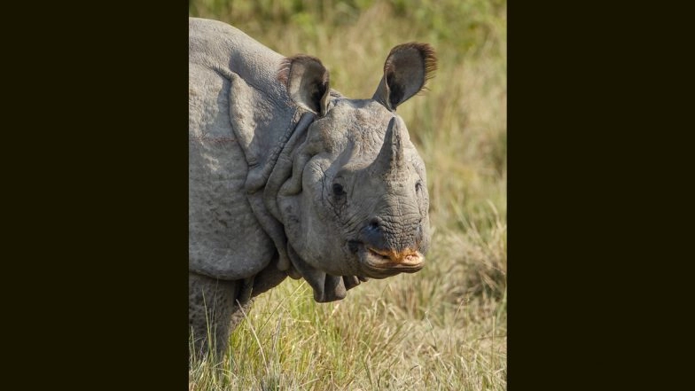 Dharmendra Dies: Delhi Zoo&rsquo;s 11-Year-Old One-Horned Rhino, Brought From Assam, Passes Away Under &lsquo;Unnatural Circumstances&rsquo;