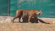 Tigress Zeenat, That Terrorsied Villagers in West Bengal and Jharkhand, Brought Back to Odisha After Three Weeks; Official Says ‘Big Cat in Good Health’ (Watch Video)