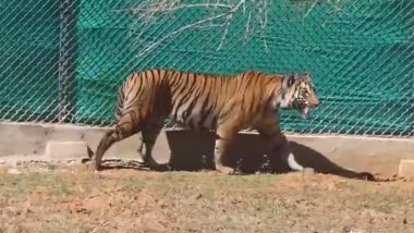 Official: Tigress Zeenat Brought Back to Odisha After Three Weeks, in Good Health