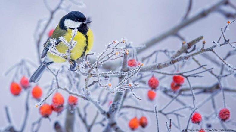 Nature Struggling to Adapt to Milder Winters