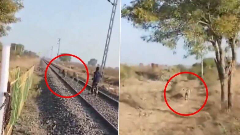 Bhavnagar: Forest Department Employee Saves Asiatic Lion by Chasing Big Cat Away From Railway Track With Stick in Hand, Video Goes Viral