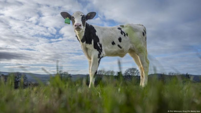 Could an IVF Calf Help Reduce Dairy’s Global Emissions?
