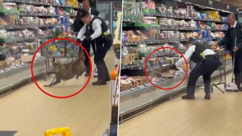 Chicago: Cops Pull Wild Coyote Out From Refrigerated Section at Aldi Store in Illinois, Video Goes Viral