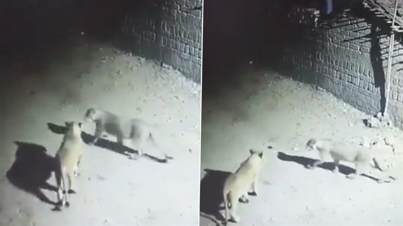 Bhavnagar: 4 Lions Caught on Camera Strolling Near Houses in Gujarat’s Mesanka Village, Video Surfaces