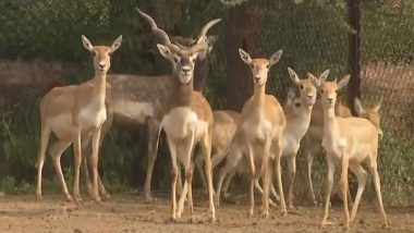 India News | Jaipur's Nahargarh Biological Park Takes Steps to Protect Wildlife from Cold