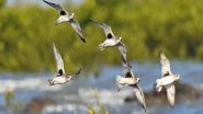 India News | Country's First-ever 'Coastline-Waders Bird Census' to Be Conducted in Jamnagar from January 3 to 5