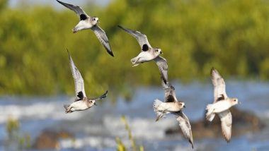 India News | Country's First-ever 'Coastline-Waders Bird Census' to Be Conducted in Jamnagar from January 3 to 5