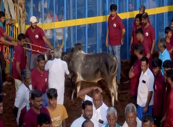 India News | Tamil Nadu's First Jallikattu to Start in Pudukkottai District Today