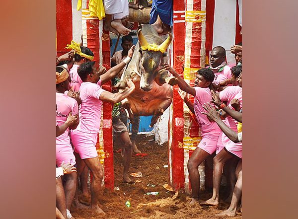 India News | Tamil Nadu: Online Registration for Madurai's Iconic Jallikattu Events to Begin Tomorrow