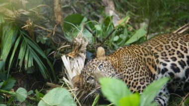 India News | Leopard Caught in Snare Found in Kerala's Kannur, Authorities Impose Prohibitory Orders