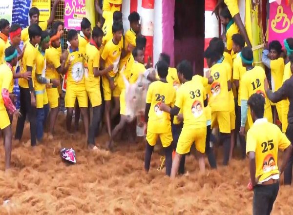 India News | Tamil Nadu: Day 2 of Jallikattu Begins in Madurai