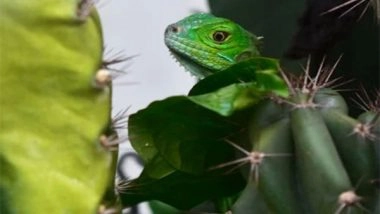 Entertainment News | Climate Change Driving 'cost-of-living' Squeeze in Lizards, Finds Study