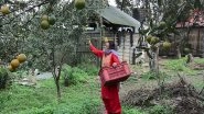 World News | Rise in Temperature Turns Nepal's Sweet-orange Business Sour