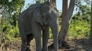 Entertainment News | Vantara to Offer Chain-free Haven for 20 Elephants Rescued from Exploitative Logging Industry